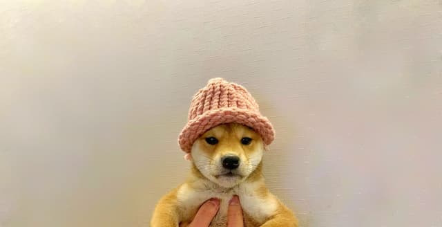Dogwifhat WIF crypto