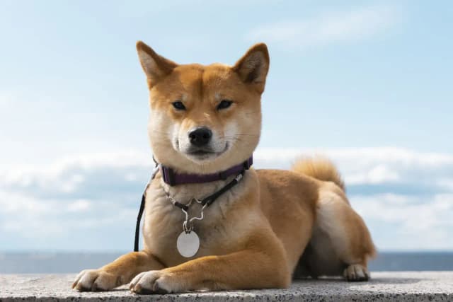 Shiba Inu